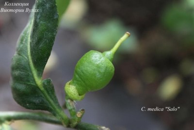 C. medica Salo - 